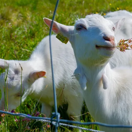 Hébergement de vacances Beitobygda Getaway ,nature And Luxury